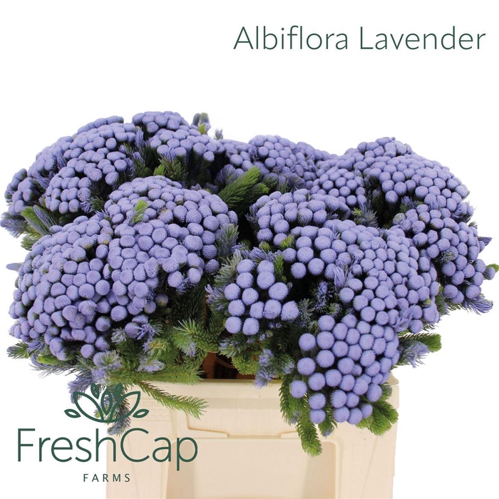 <h4>Albiflora Lavender</h4>