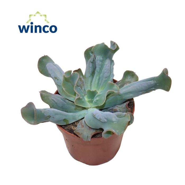 <h4>Echeveria Culebra</h4>