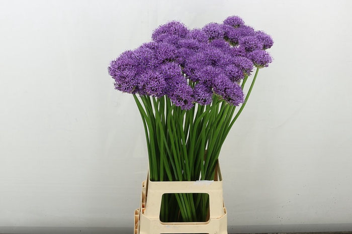 <h4>Allium Gladiator</h4>
