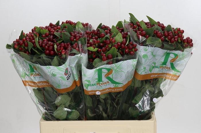 <h4>Hypericum Magical Lightning</h4>