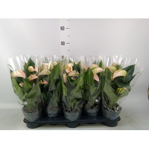 Anthurium andr. 'Joli Peach'
