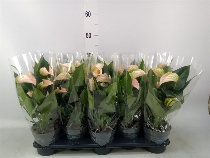 <h4>Anthurium andr. 'Joli Peach'</h4>