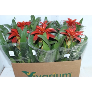 GUZMANIA VERMELHA P14