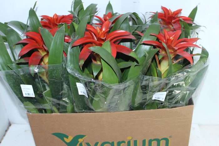 <h4>GUZMANIA VERMELHA P14</h4>