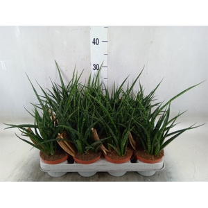 Sansevieria  'Fernwood'