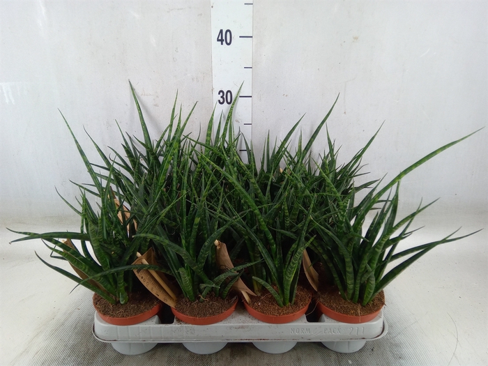 <h4>Sansevieria  'Fernwood'</h4>