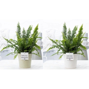 Nephrolepis Green Lady in P&PURE Juliette cer. ass.2