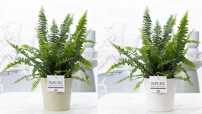 <h4>Nephrolepis Green Lady in P&PURE Juliette cer. ass.2</h4>