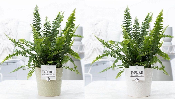 <h4>Nephrolepis Green Lady in P&PURE Juliette cer. ass.2</h4>