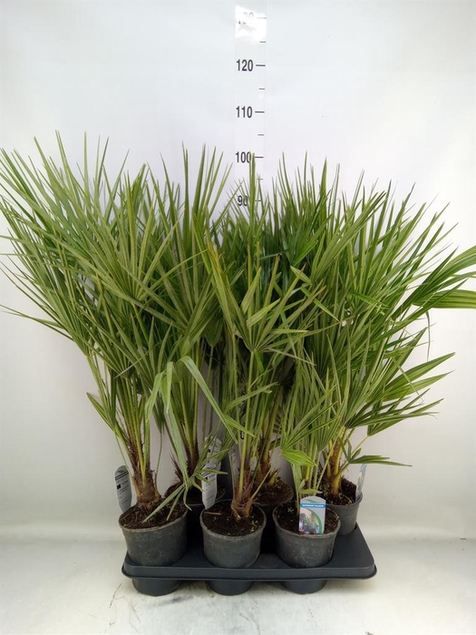 <h4>Chamaerops humilis</h4>
