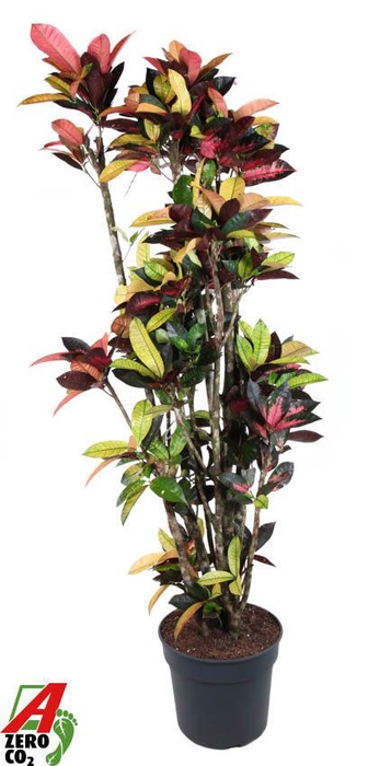 <h4>Codiaeum Mrs Iceton vertakt P40</h4>