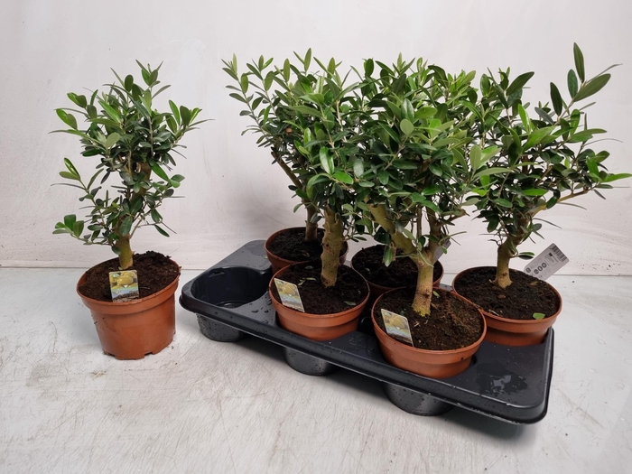 <h4>OLEA EUROPAEA</h4>