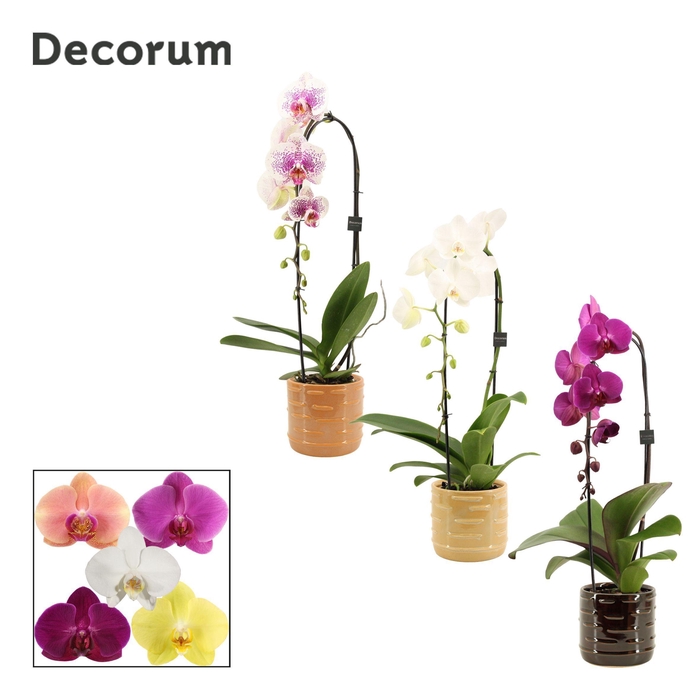 <h4>Phalaenopsis cascade 1 tak mix in Lois (Deco-collection)</h4>