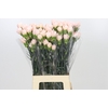 Dianthus St Maruchi