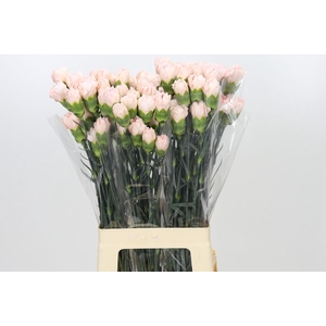Dianthus St Maruchi