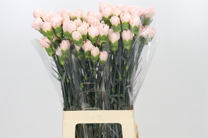 <h4>Dianthus St Maruchi</h4>