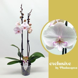 Phalaenopsis grootbloemig 2 tak wit AB 2-70 G Ambon
