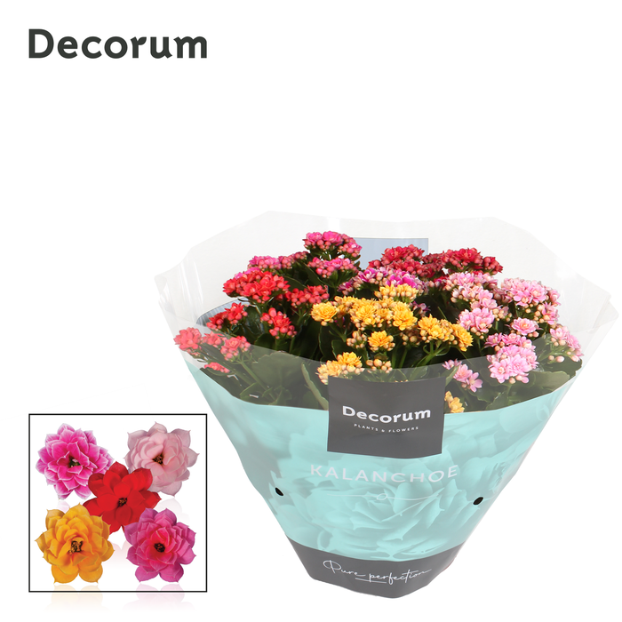 Kalanchoe Decorum Carnaval