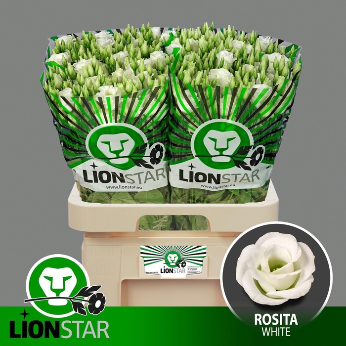 <h4>EUS G ROSI  WHITE</h4>
