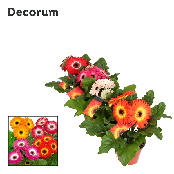 Gerbera twister belicht 3+ 12cm hoes Decorum