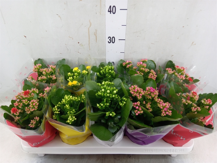 <h4>Kalanchoe blos.   ..rosebud mix  4</h4>