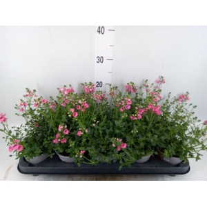 Diascia  'My Darling Berry'