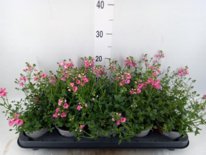 <h4>Diascia  'My Darling Berry'</h4>