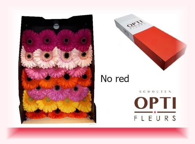 <h4>GE GR OP RIJ GEM</h4>