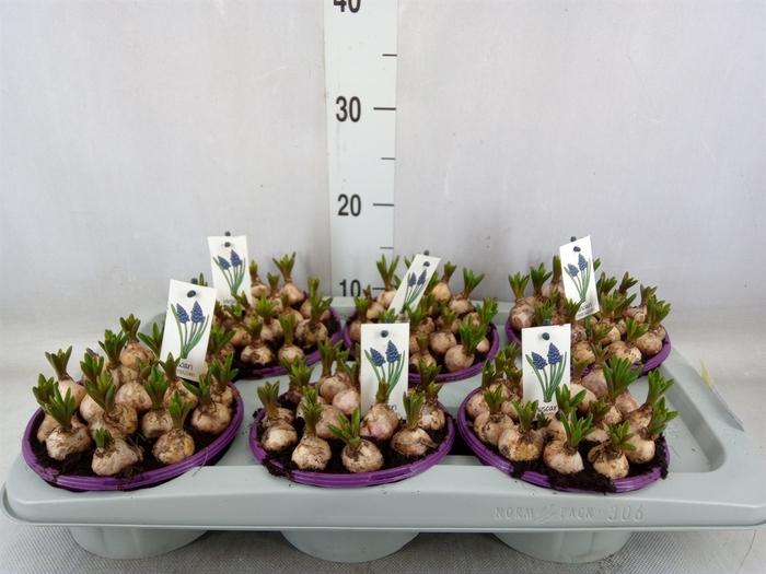 <h4>Muscari armeniacum</h4>