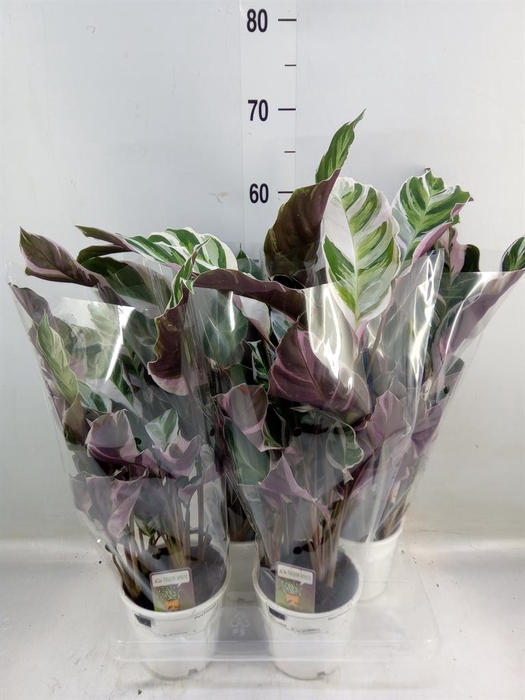 <h4>Calathea  'Fusion White'</h4>