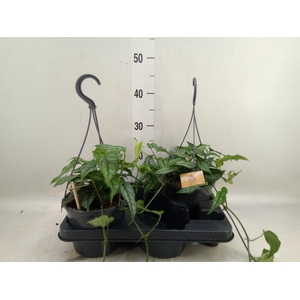 Monstera siltepecana