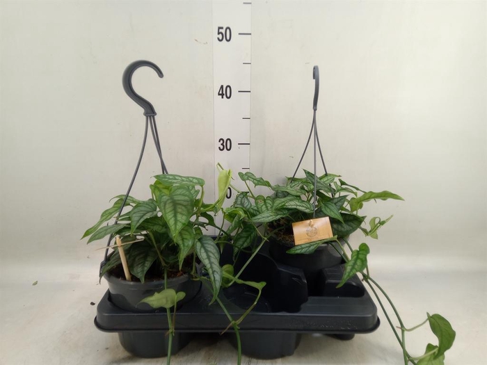 <h4>Monstera siltepecana</h4>