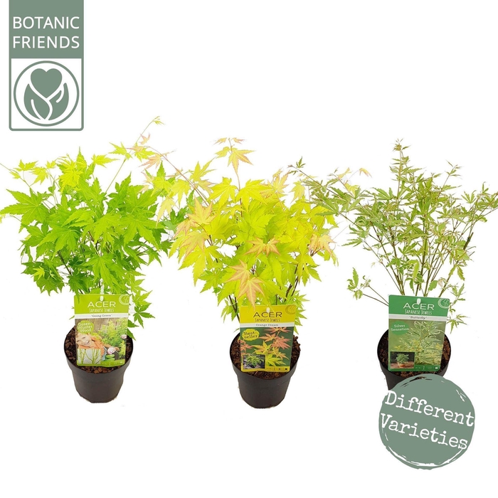 <h4>Acer palmatum</h4>