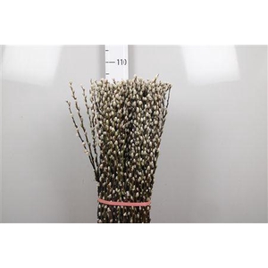 Salix Ca Snow Flake