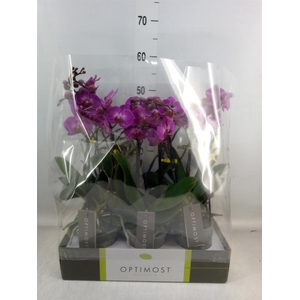 Phalaenopsis multi.   ...lilac