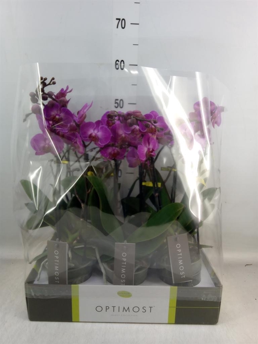 <h4>Phalaenopsis multi. ...lilac</h4>