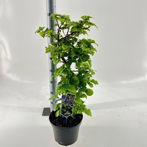Hydrangea anomala petiolaris