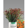 Crocos Emily Mckenzi X5