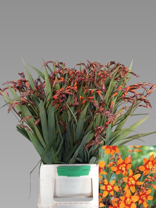 <h4>Crocos Emily Mckenzi</h4>