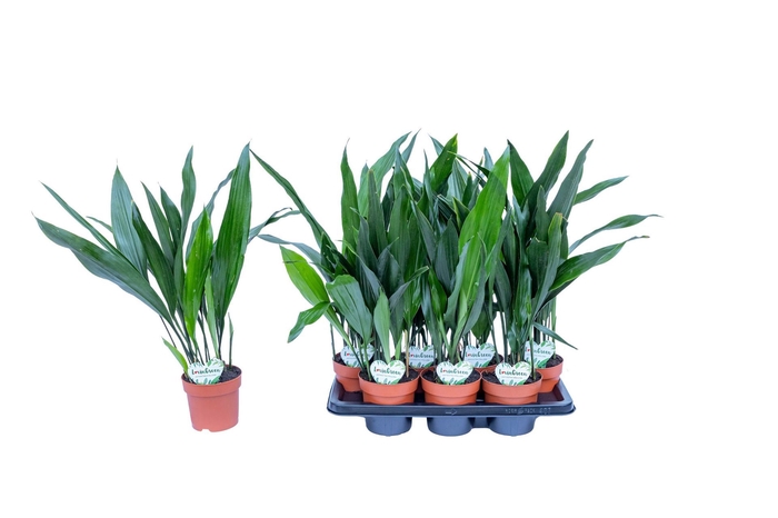 <h4>Aspidistra elatior</h4>