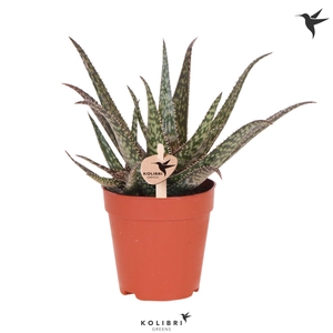 Kolibri Greens Succulenten Aloë Saponi