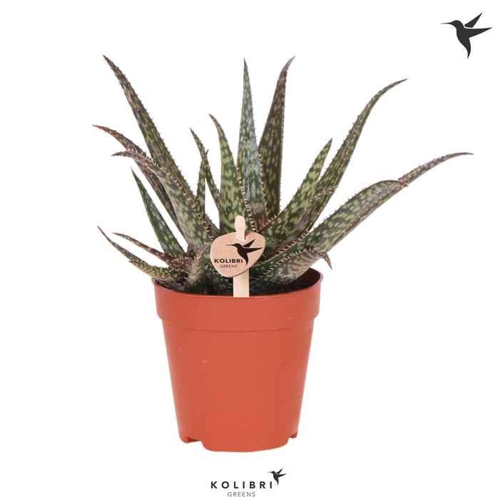 <h4>Kolibri Greens Succulenten Aloë Saponi</h4>