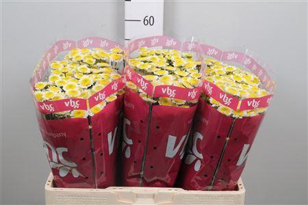 <h4>Chr S Sun Up</h4>