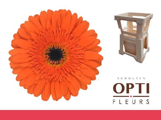 <h4>Gerbera Candela</h4>