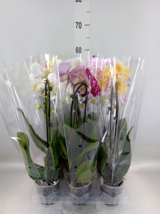 <h4>Phalaenopsis  'Elegant Cascade'</h4>