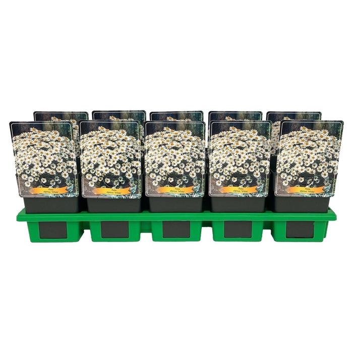 <h4>Aster alpinus</h4>