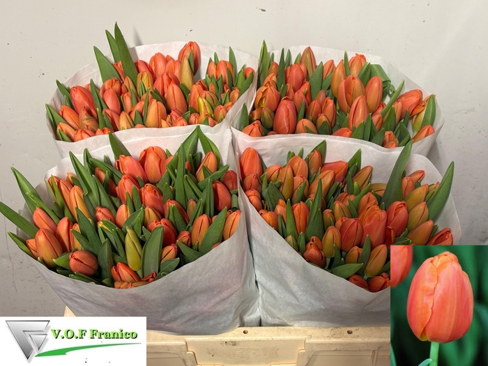 <h4>TU EN ORANGE JUICE</h4>