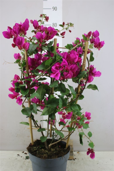 <h4>Bougainvillea San Paars Op Rek</h4>