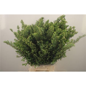 Spirea Japonica Per Bunch