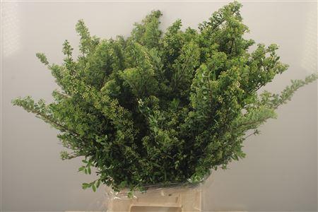 Spirea Japonica Per Bunch